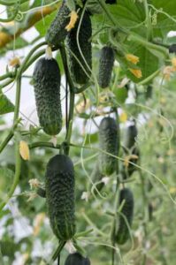 Farming Advice: Growing Big Cucumber Crops, Clipped Chicken Wings and Buying Calves at Auction